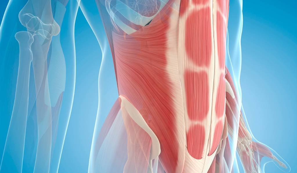 musculo transverso do abdomen